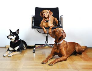 Diskurs Coaching Bürohunde